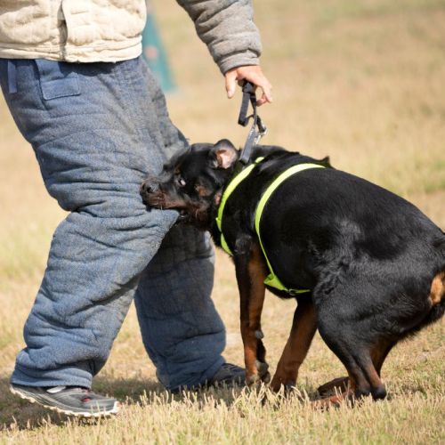 dog bite dog bite